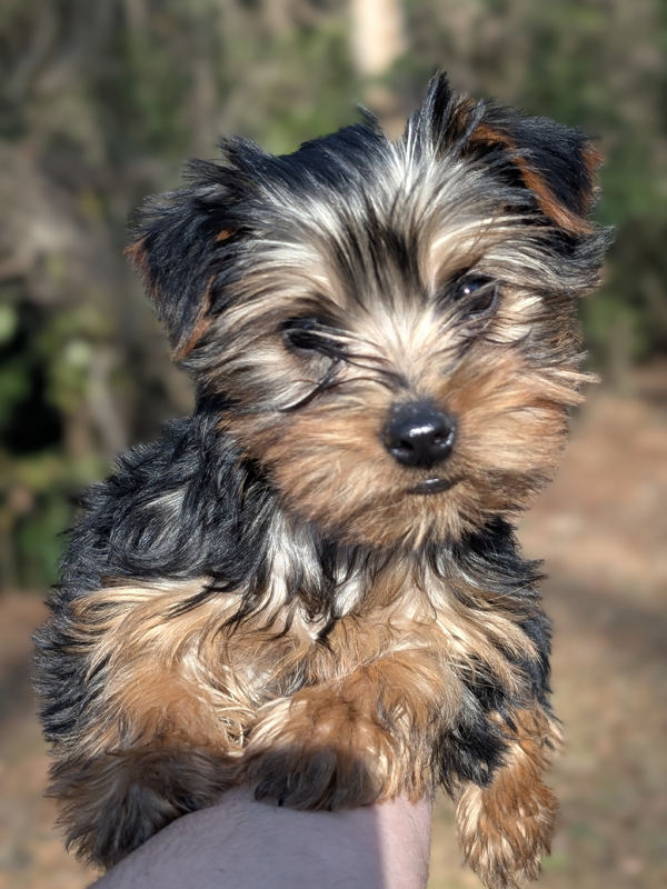 Puppy pickup day