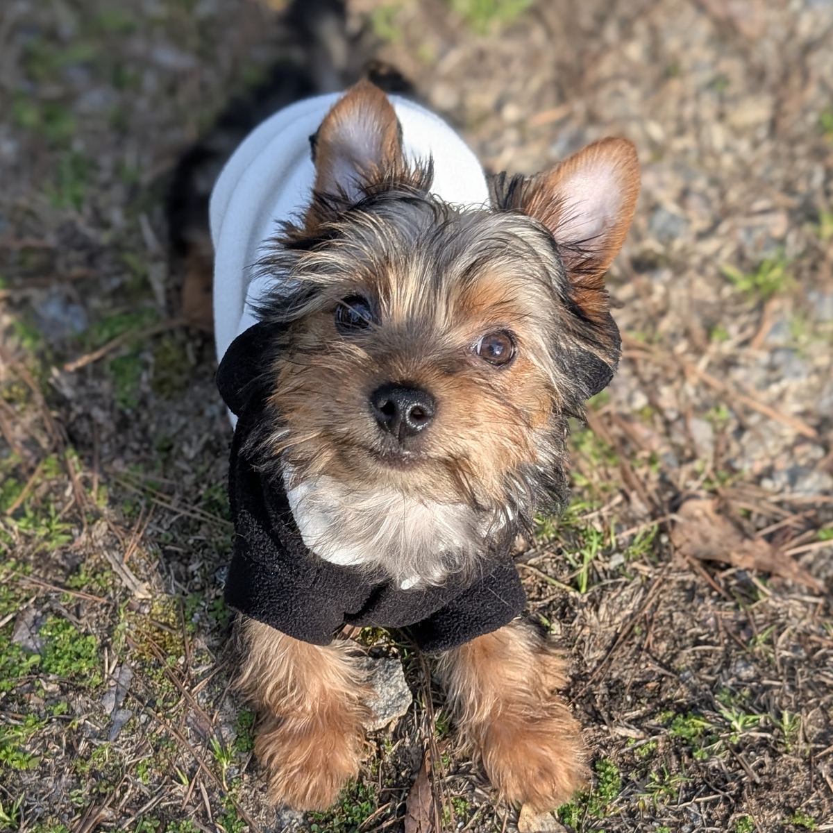 Coco